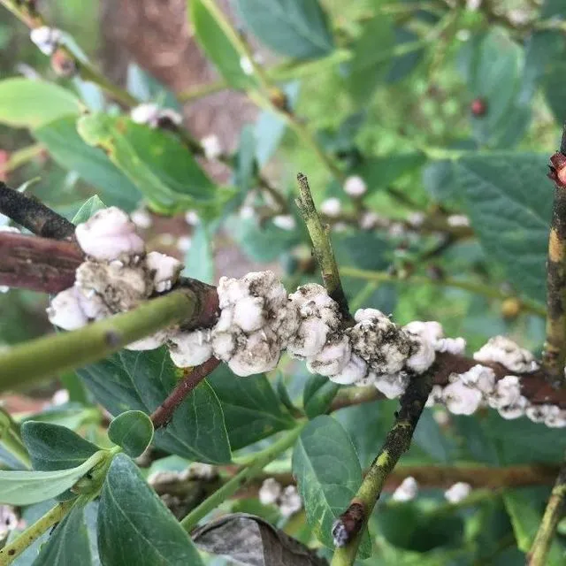 thumbnail for publication: Wax Scale on Southern Highbush Blueberries in Florida